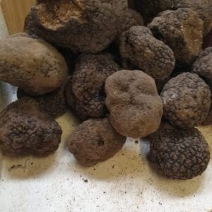 Tartufo Nero