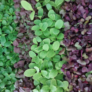 Germogli Sakura Mix Al Collo