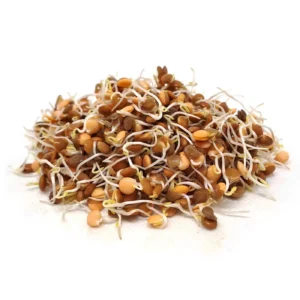 Germogli Lenticchia Rossa