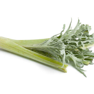 Cardo