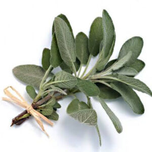 Salvia